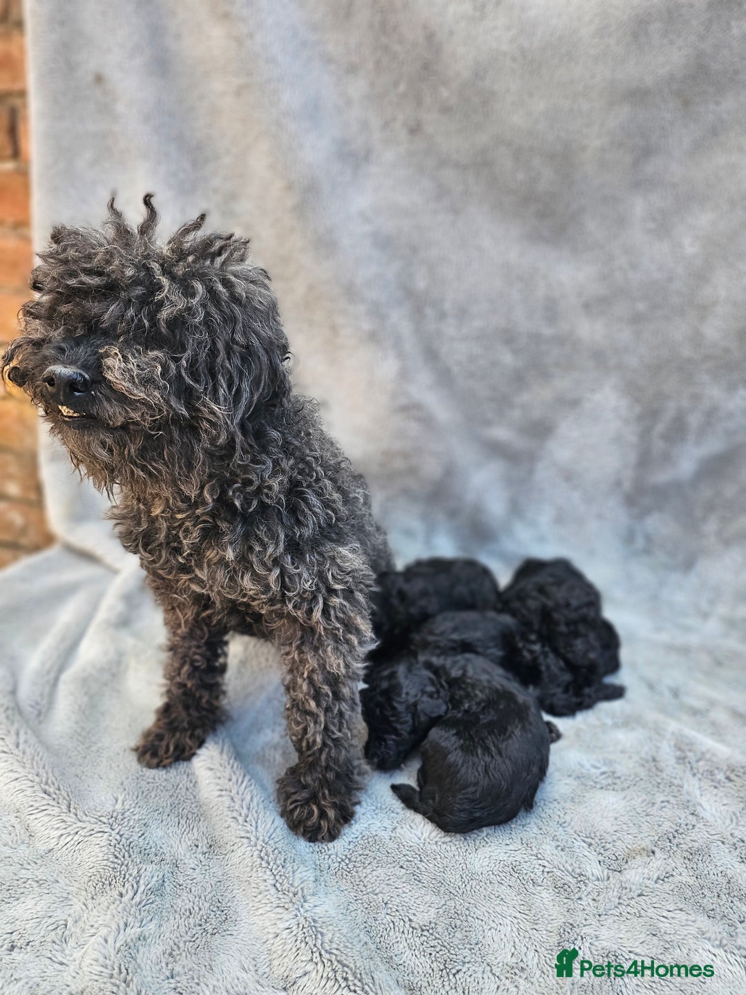 Miniature Poodle dogs for sale: 🐾 Hypoallergenic Mini Poodle Puppies 🐾 - Image 17