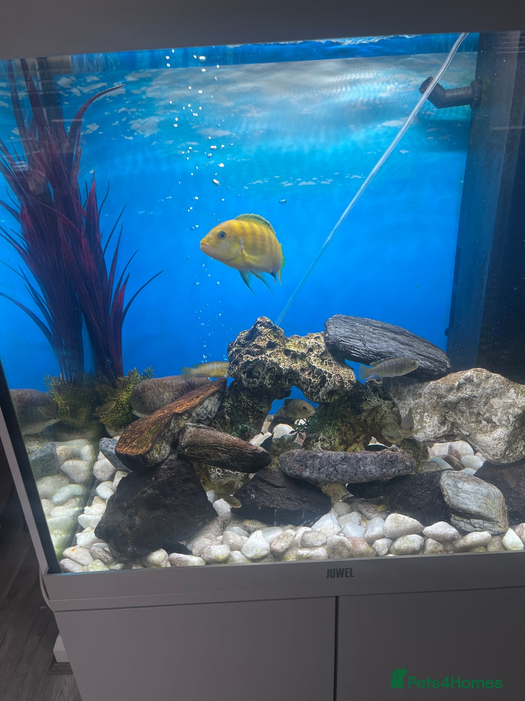 Cichlids fish for sale: Cichlids for sale  - Image 2
