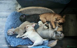 Mixed Breed dogs for sale: Frenchie x Chihuahua puppies - Image 1