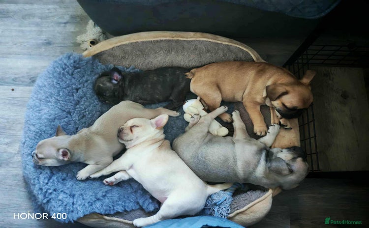 Mixed Breed dogs - Advert 15