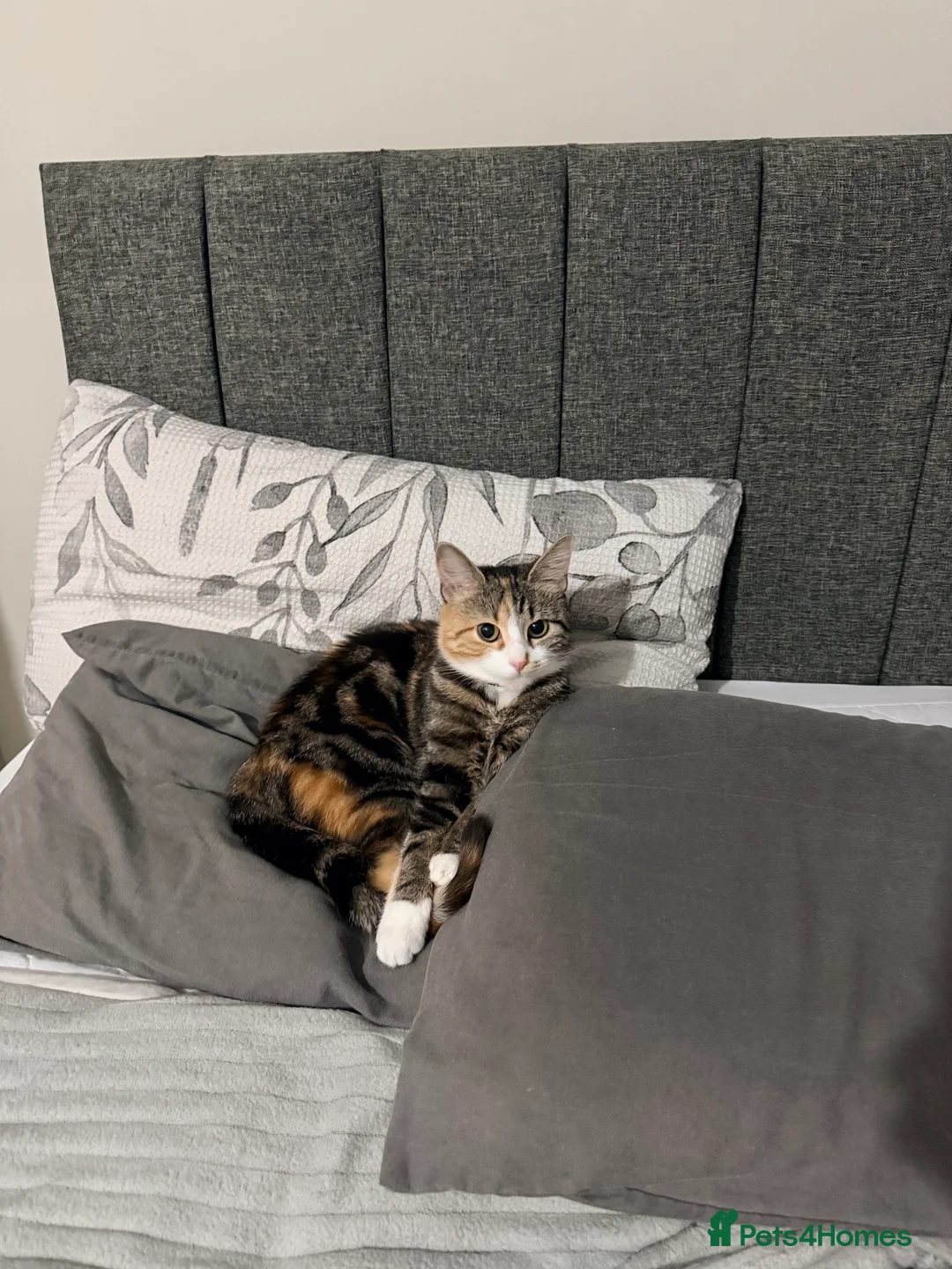 Mixed Breed cats for sale: Tabby cat  in Sunderland - Advert 2
