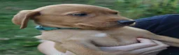 Labrador Retriever dogs for sale: Red Labrador puppies  - Advert 4