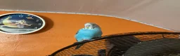 Budgerigars birds for sale: Hand-Tamed Budgerigar for sale in Oldham - Advert 6