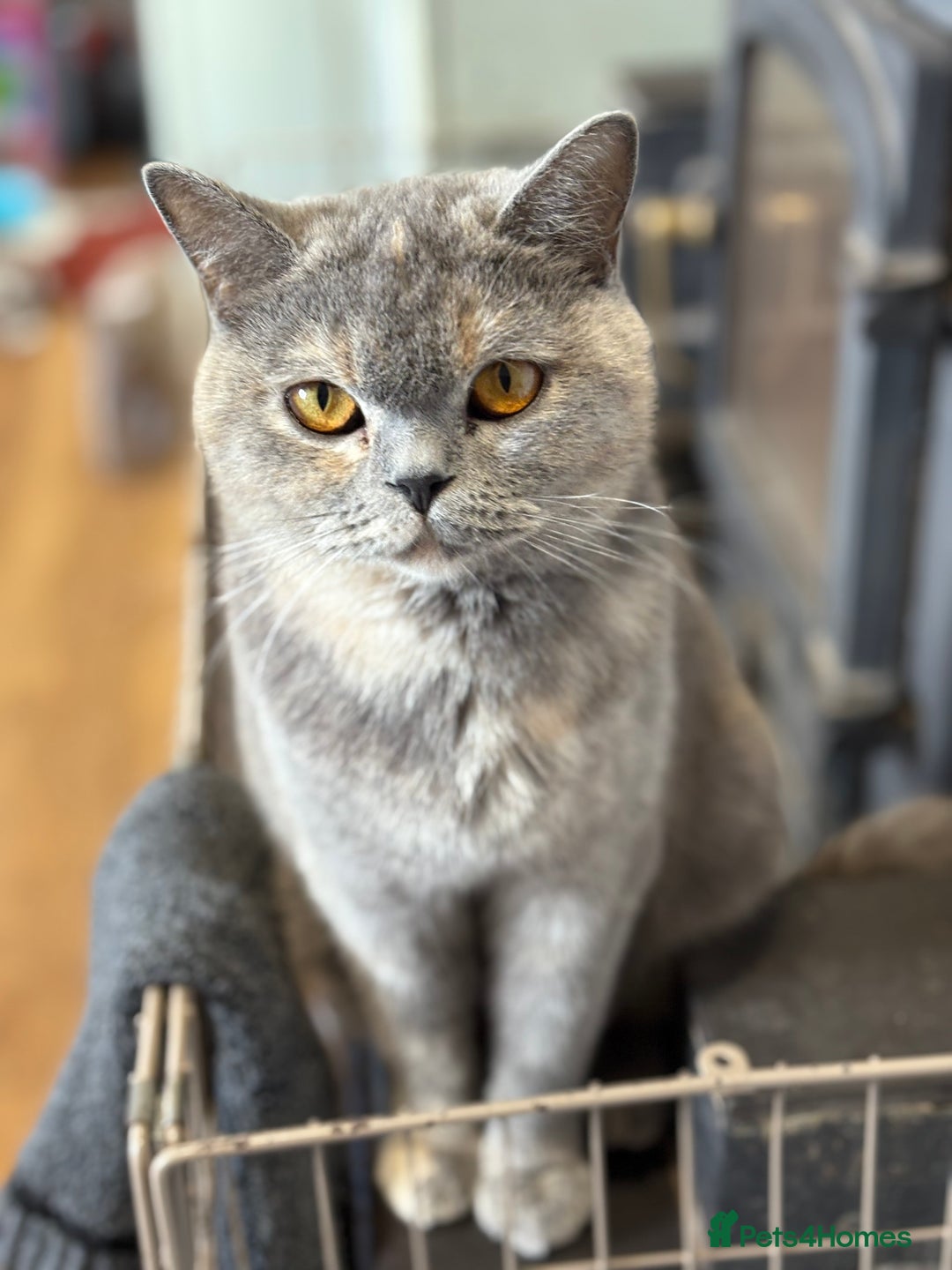 British Shorthair cats for sale: Beautiful British shorthair kittens  - Advert 2