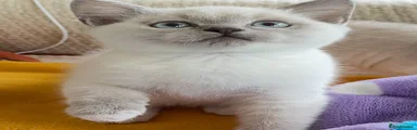 British Shorthair boy