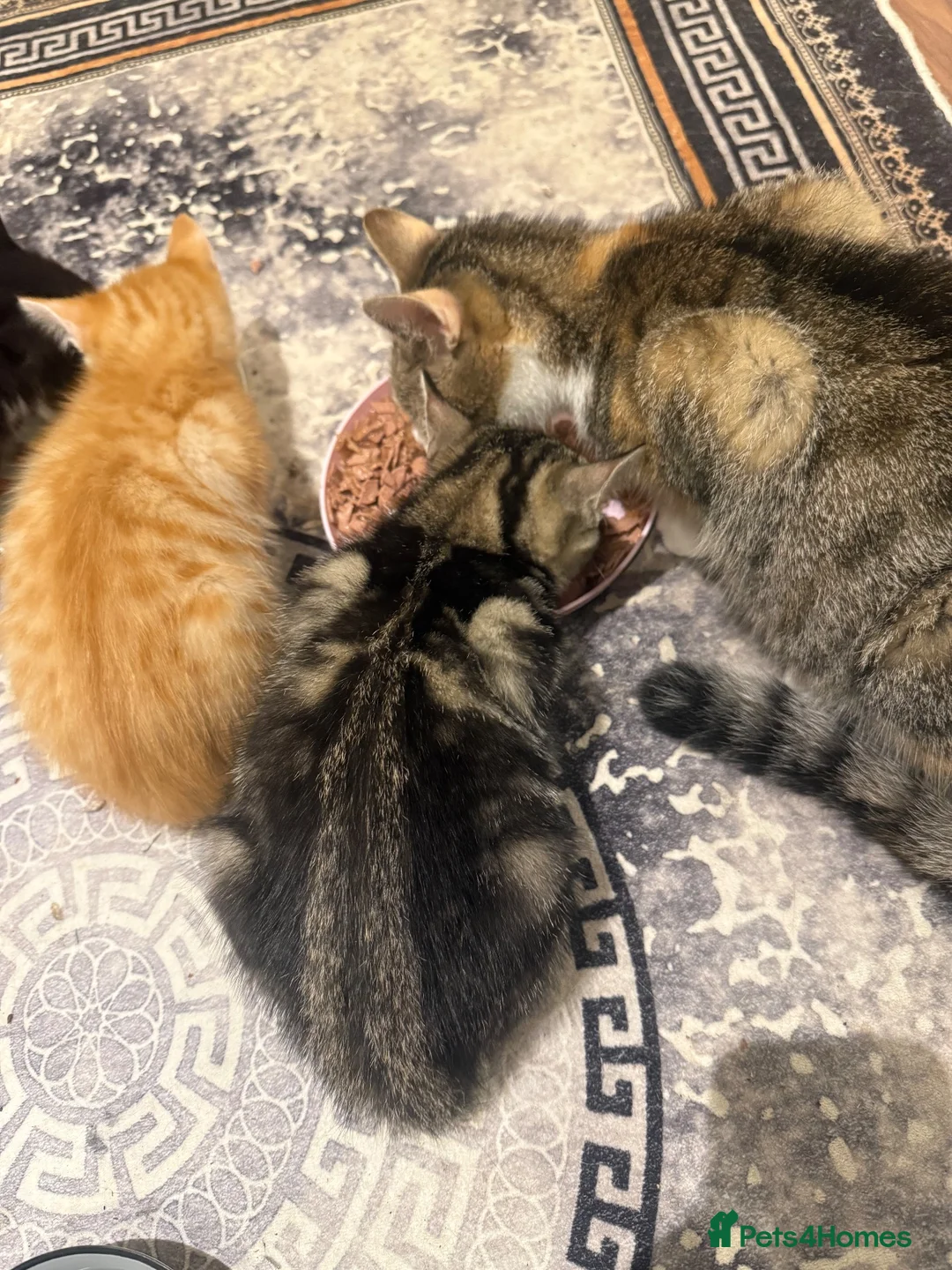 Domestic Shorthair cats for sale: Tabby coat 10 weeks old kitten in Bradford - Advert 6