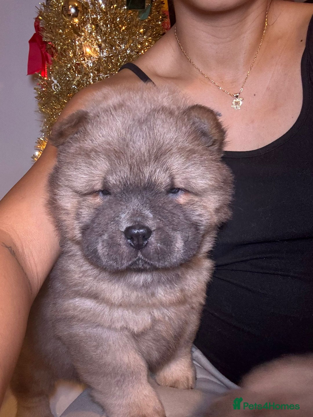 Chow Chow dogs for sale: 1 last Beautiful chows ready to fly   - Advert 1