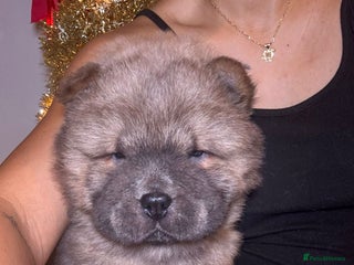 Chow Chow dogs 1 last Beautiful chows ready to fly - Advert 2