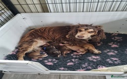 Cocker Spaniel dogs for sale: Gorgeous Chocolate & Sable Show Cocker Pups Ready - Image 6