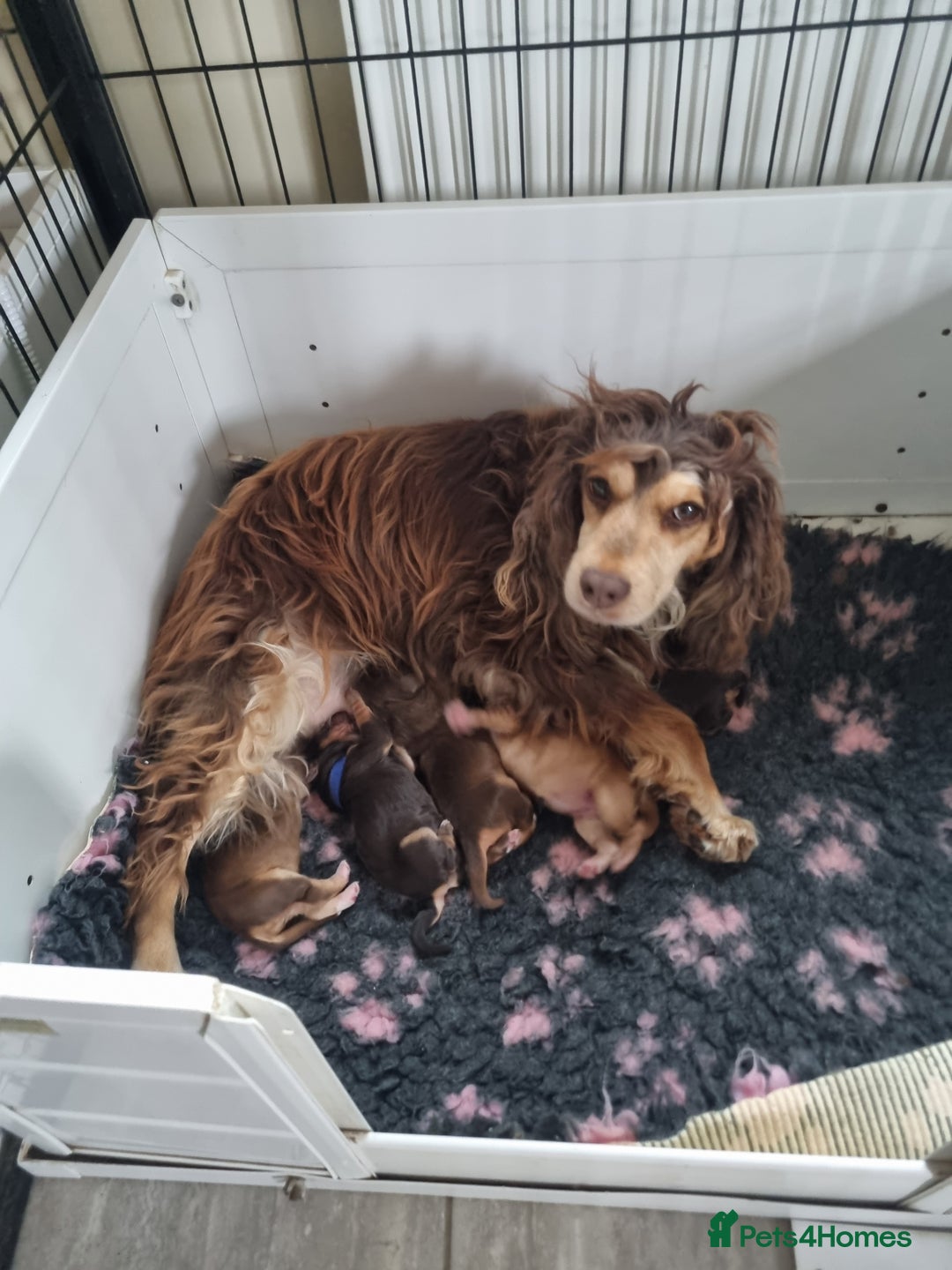 Cocker Spaniel dogs for sale: Gorgeous Chocolate & Sable Show Cocker Pups Ready - Image 6