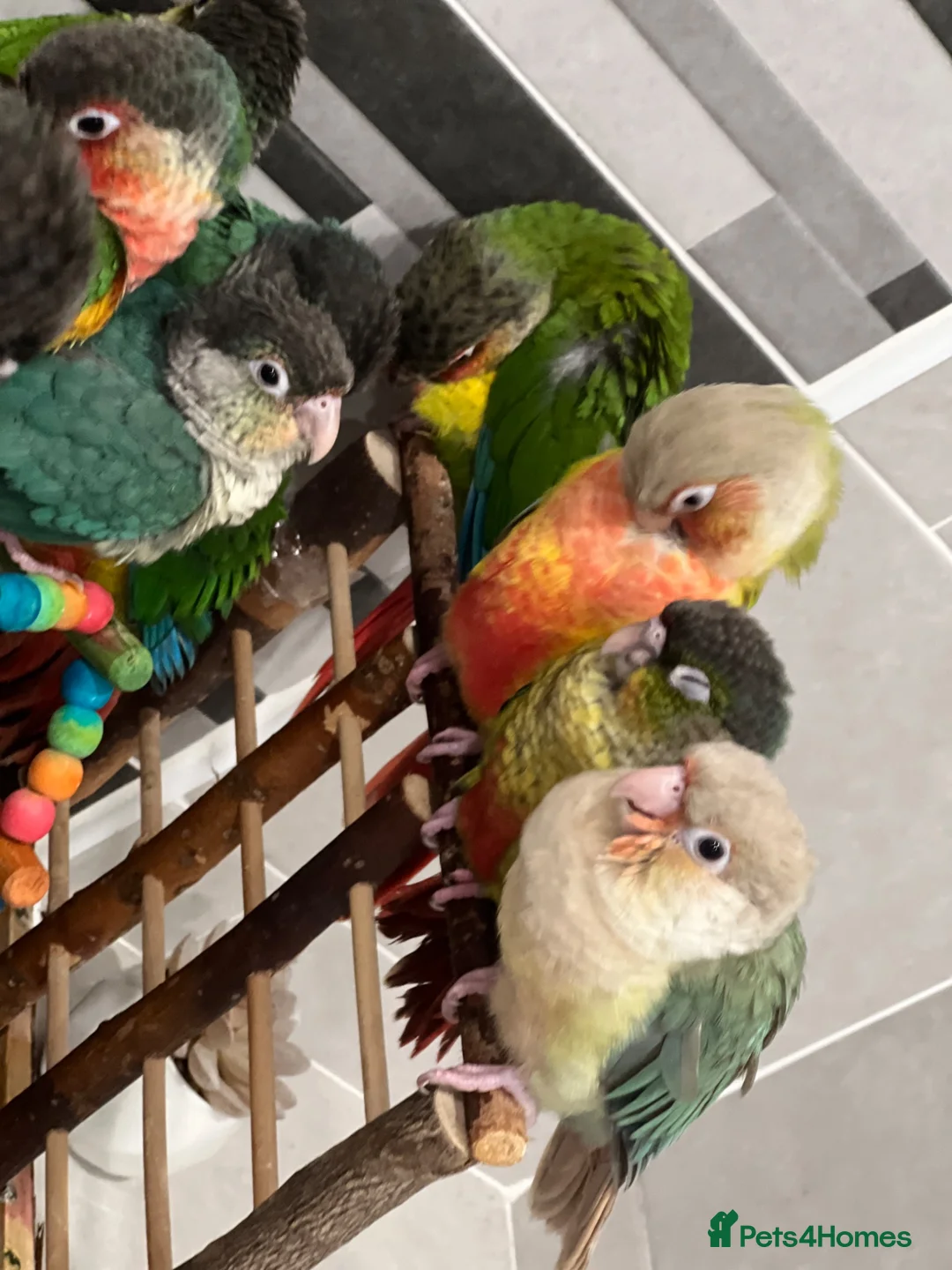 Conures birds for sale: Hand-Reared Baby Conures, Quakers & ringnecks - Advert 1