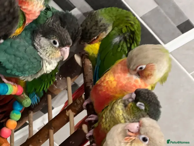 Conures birds for sale: Hand-Reared Baby Conures, Quakers & ringnecks - Advert 1