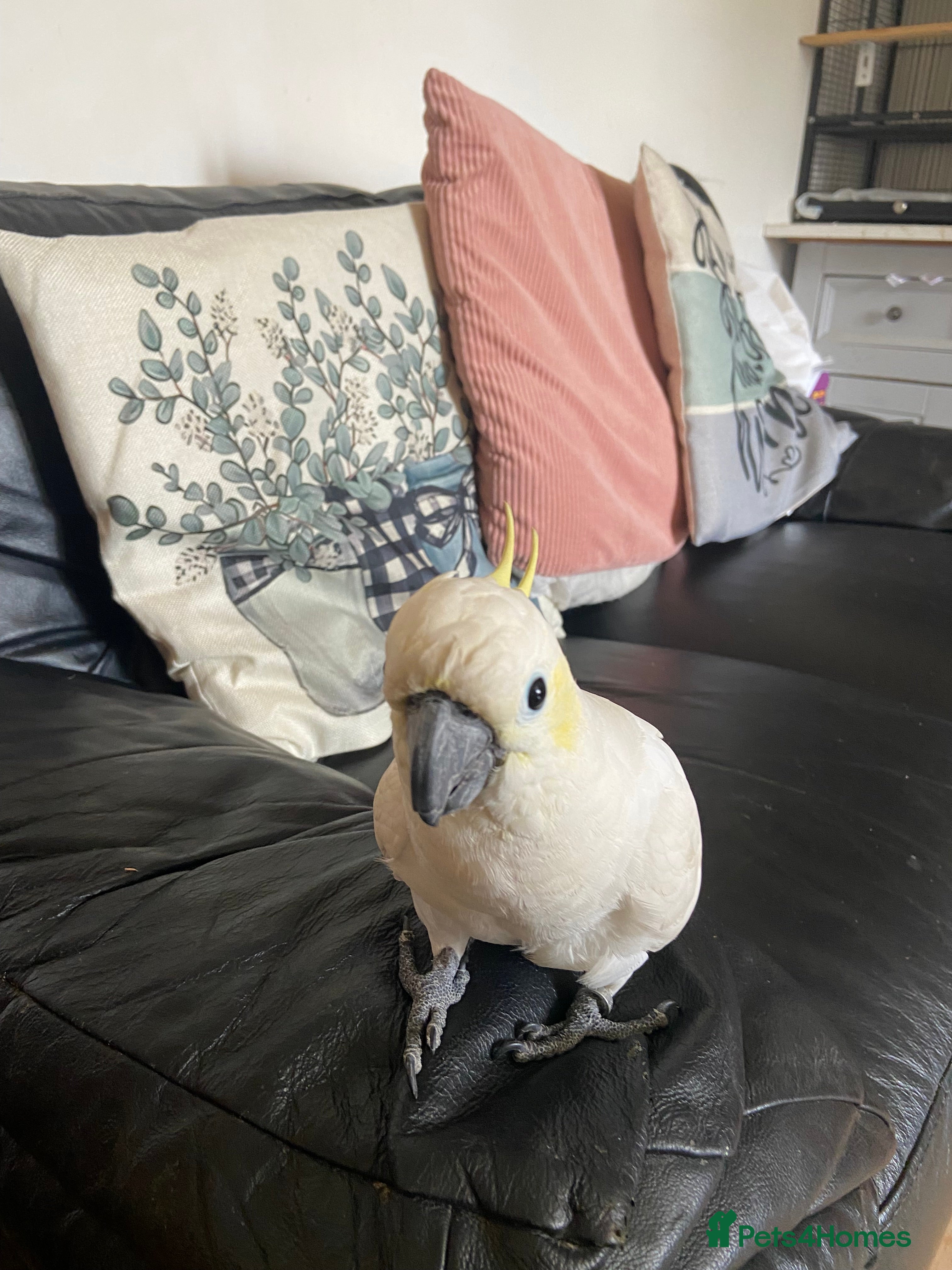 Cockatoo birds Lesser crested Cocatoo - Advert 2