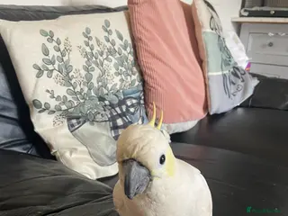 Cockatoo birds Lesser crested Cocatoo - Advert 2