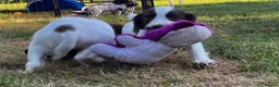 English Springer Spaniel dogs for sale: Lovely Liver and white puppies  in Launceston - Advert 4
