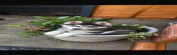 Siberian Husky dogs for sale: 2 gorgeous husky puppies looking for  in Bolton - Advert 3