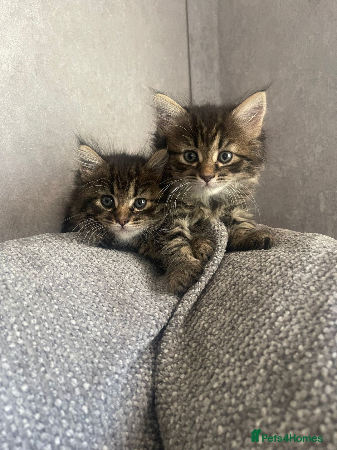 Mixed Breed cats for sale: Last one left! Mixed Breed Mini Maine Coon Dupes - Image 2