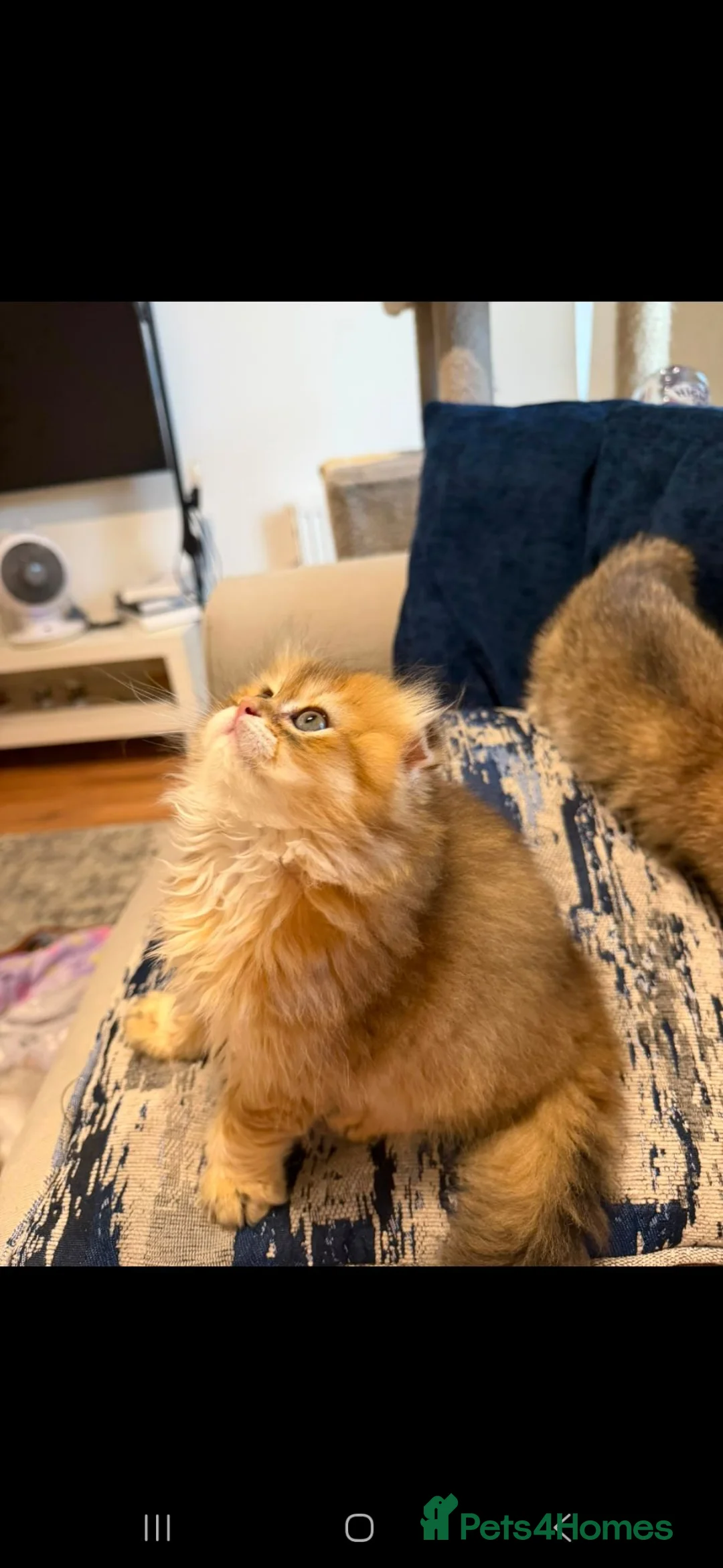 Scottish Fold cats for sale: Stunning scottish fold male kitten - Advert 4