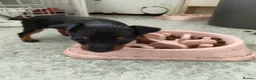English Toy Terrier dogs for sale: Baby ett puppies for sale  - Advert 13