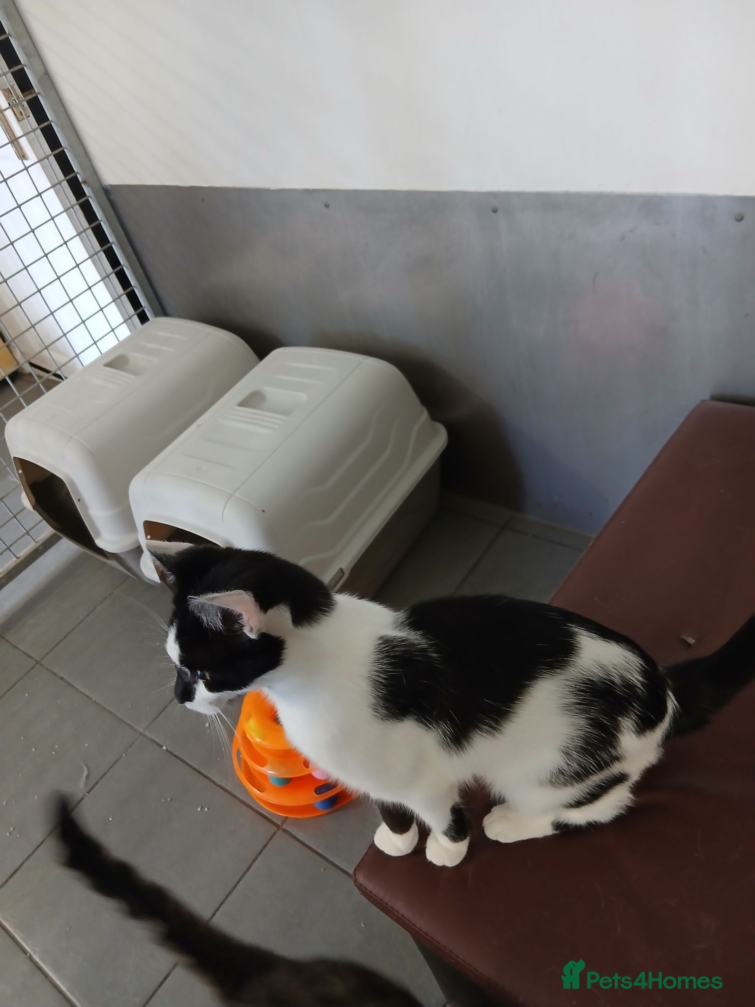 Domestic Shorthair cats Black & White Female - Advert 10