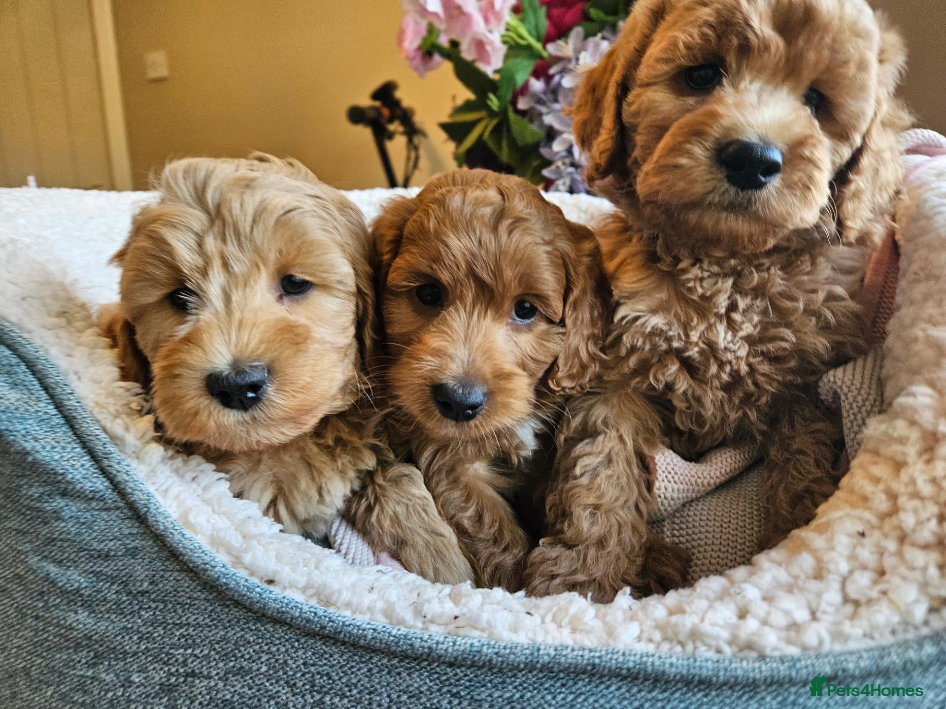 Cockapoo dogs Ready licensed breeder, red f1b cockapoo litter - Advert 1