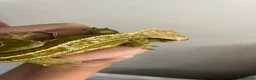 Gecko reptiles for sale: crested gecko and vivarium in Waterlooville - Advert 8