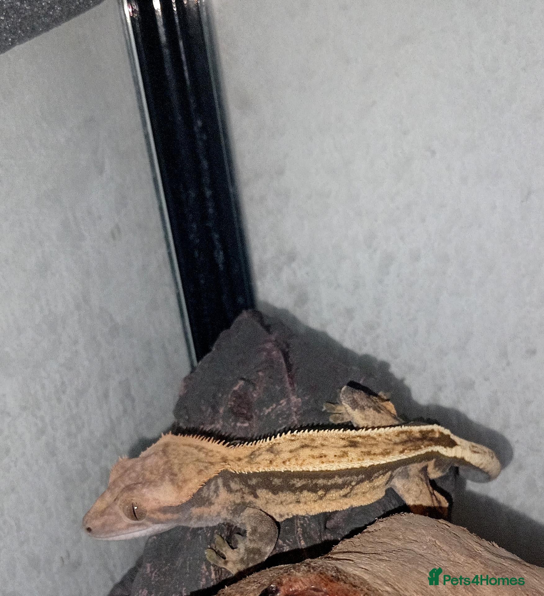 Gecko reptiles for sale: Crested gecko - Advert 3
