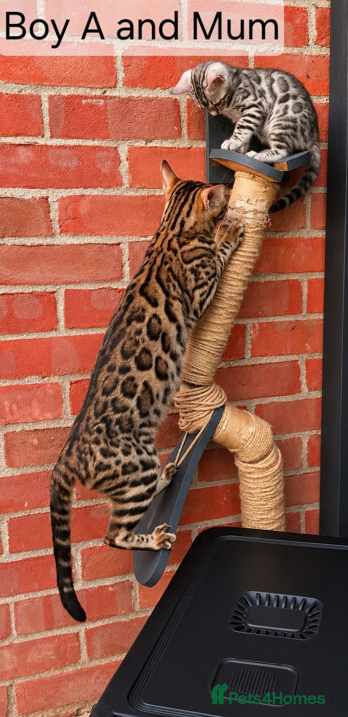 Bengal cats 🐆 Stunning Bengal Kittens – Gorgeous Rosettes - Advert 2