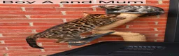 Bengal cats for sale: 🐆 Stunning Bengal Kittens – Gorgeous Rosettes - Advert 5