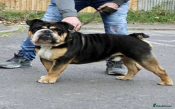 English Bulldog dogs for sale: English bulldogs! SERIOUS DNA  - Image 12