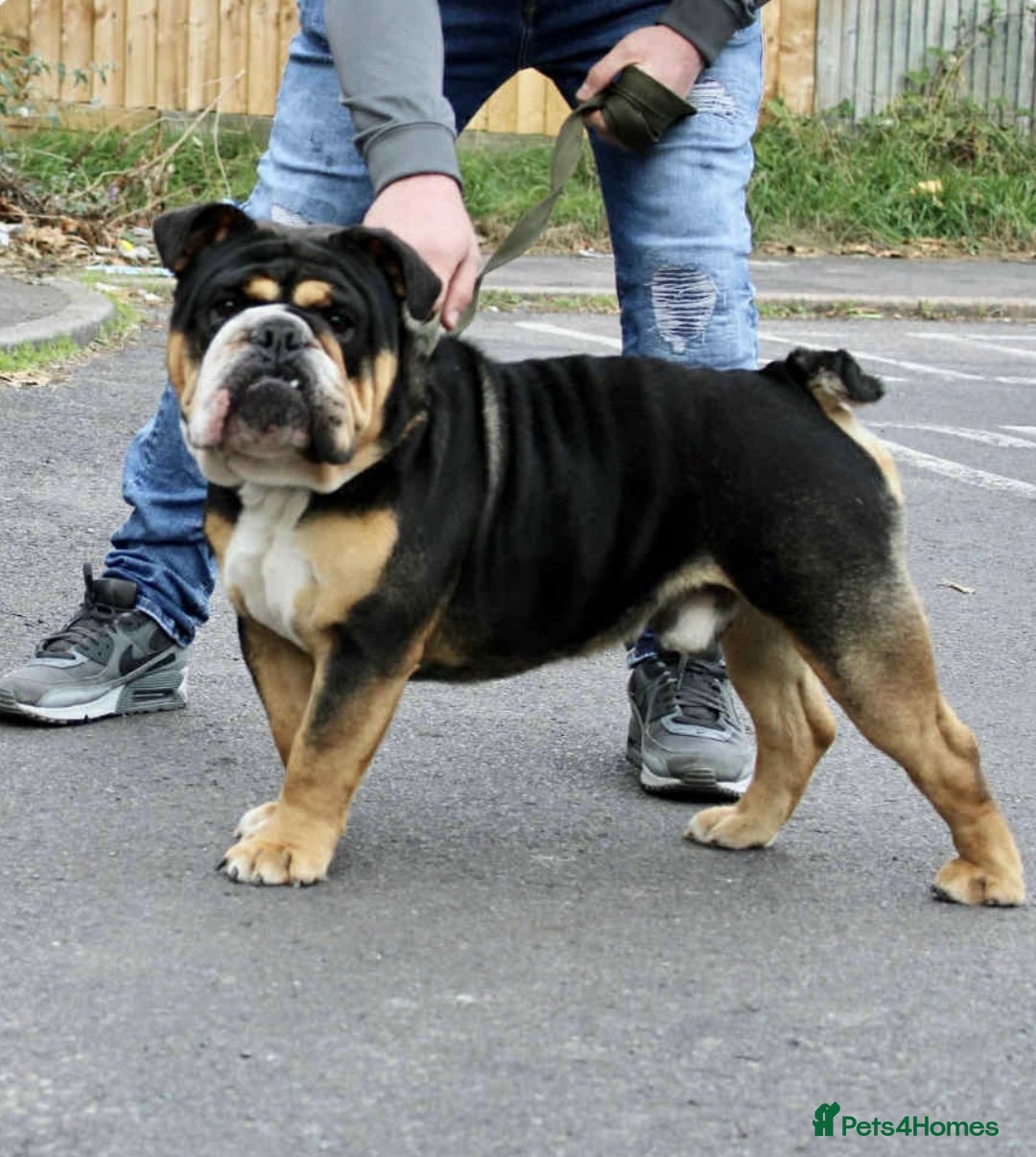 English Bulldog dogs for sale: English bulldogs! SERIOUS DNA  - Image 12