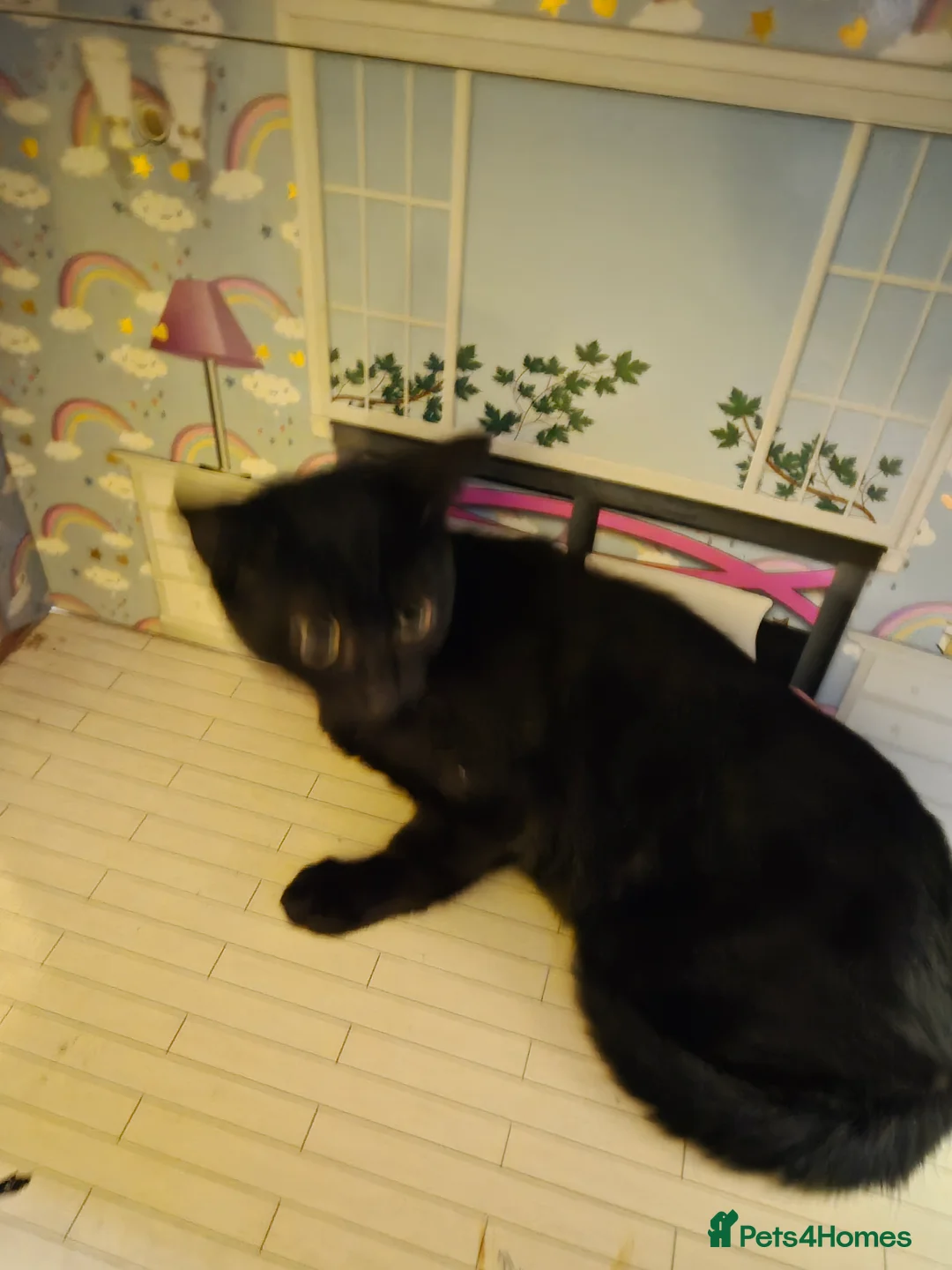 Mixed Breed cats for sale: Only Two left out of 5!!  - Advert 2