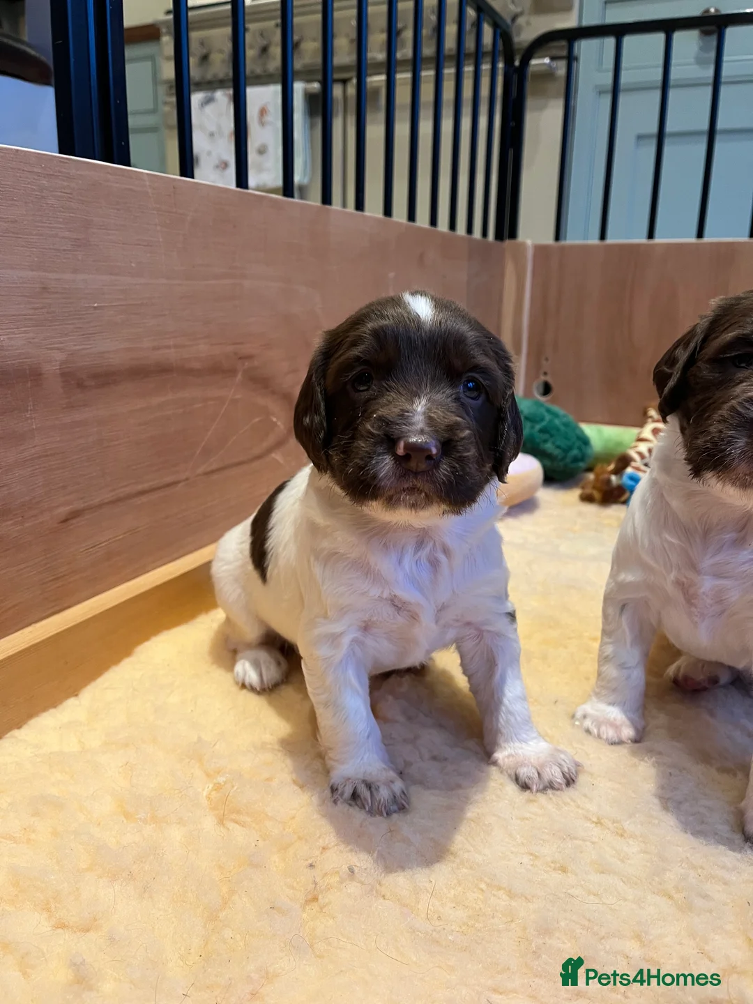 English Springer Spaniel dogs for sale: KC Reg English Springer Spaniel Puppies For Sale - Advert 8