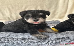 Miniature Schnauzer dogs for sale: Superb mini schnauzer, extensively health tested - Image 5