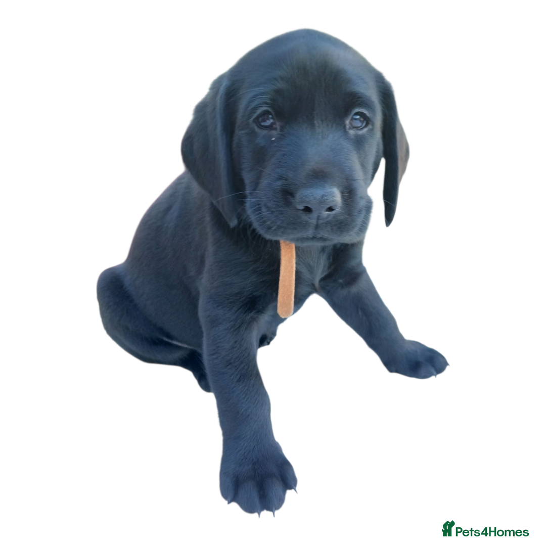 Labrador Retriever dogs for sale: KC Black Labrador Puppies - Image 4