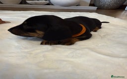 Dachshund dogs for sale: Dachshunds for sale   - Image 15
