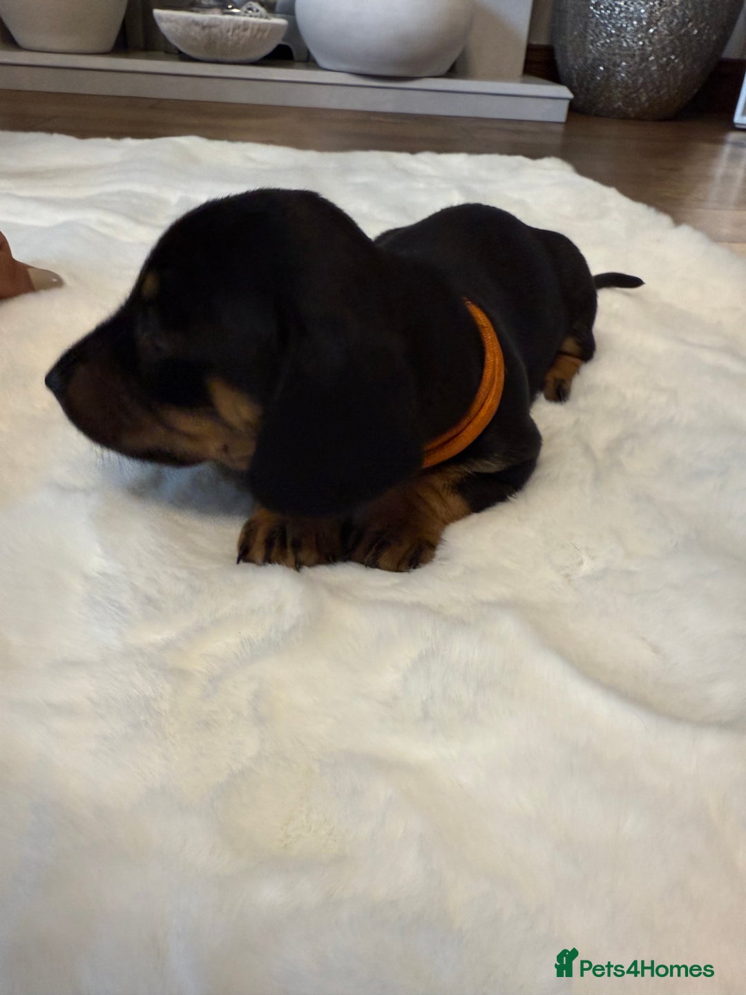 Dachshund dogs for sale: Dachshunds for sale   - Image 15
