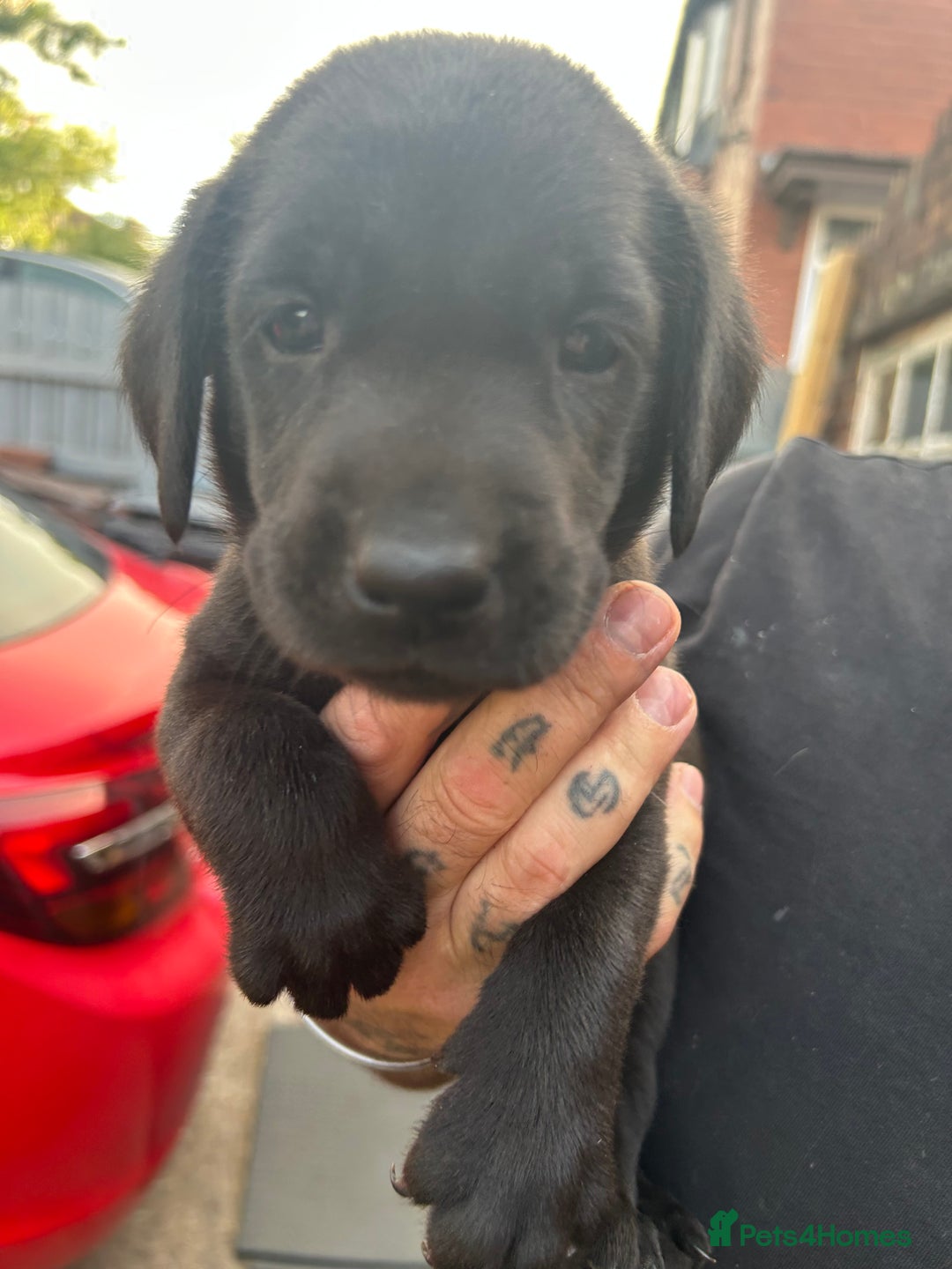 Labrador Retriever dogs for sale: Labrador puppies  - Image 4