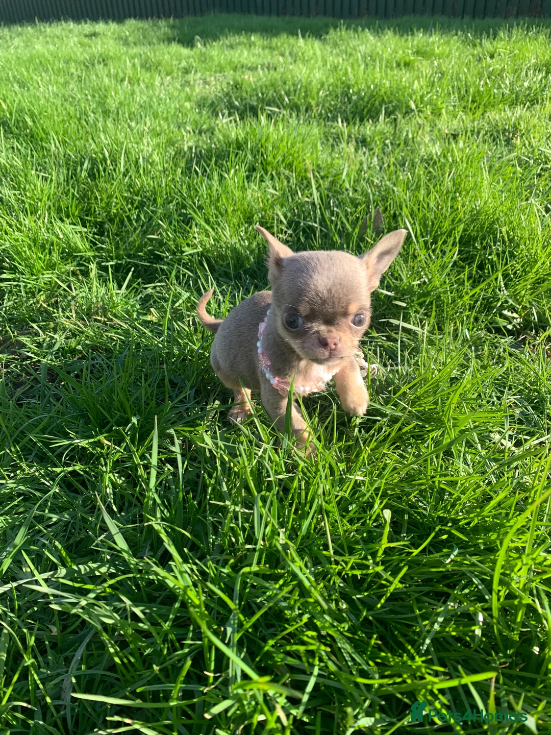 Chihuahua dogs for sale: Chihuahua pedigree 0% related parents in Leeds - Advert 6
