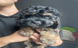 Cavapoo dogs for sale: Exceptional F1 Cavapoos. 5*  - Image 6