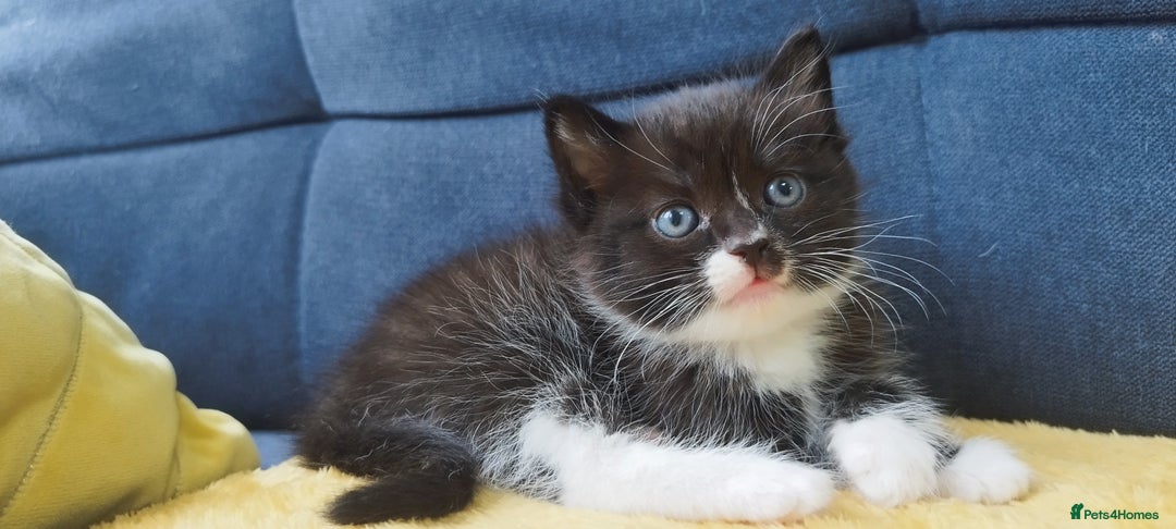 Ragdoll cats for sale: Half Ragdoll - one boy and four girls - Image 25