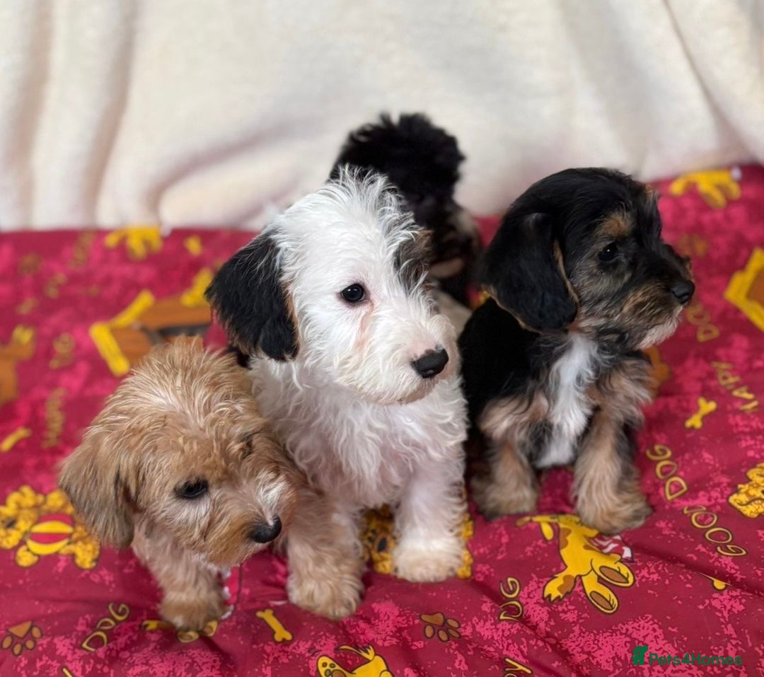 Mixed Breed dogs for sale: Beautiful Sealyham x poodle puppies  - Advert 8