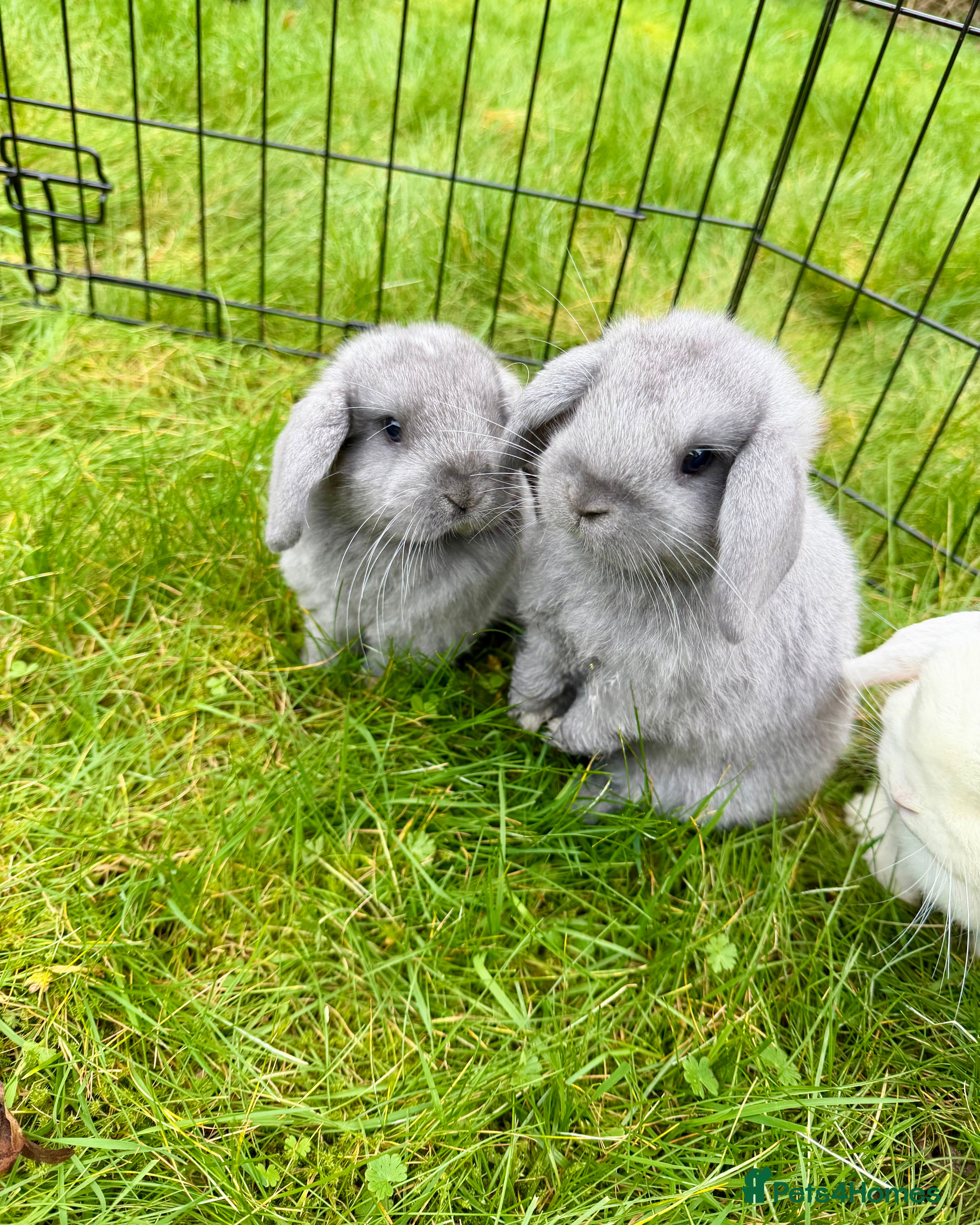 Mini Lop rabbits Baby Mini lops ready to leave 8th March  - Advert 2