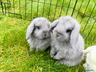 Mini Lop rabbits Baby Mini lops ready to leave 8th March - Advert 2