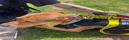 Mixed Breed dogs for sale: Alfie- Mixed Breed Puppy 1yr 5months old - Advert 4