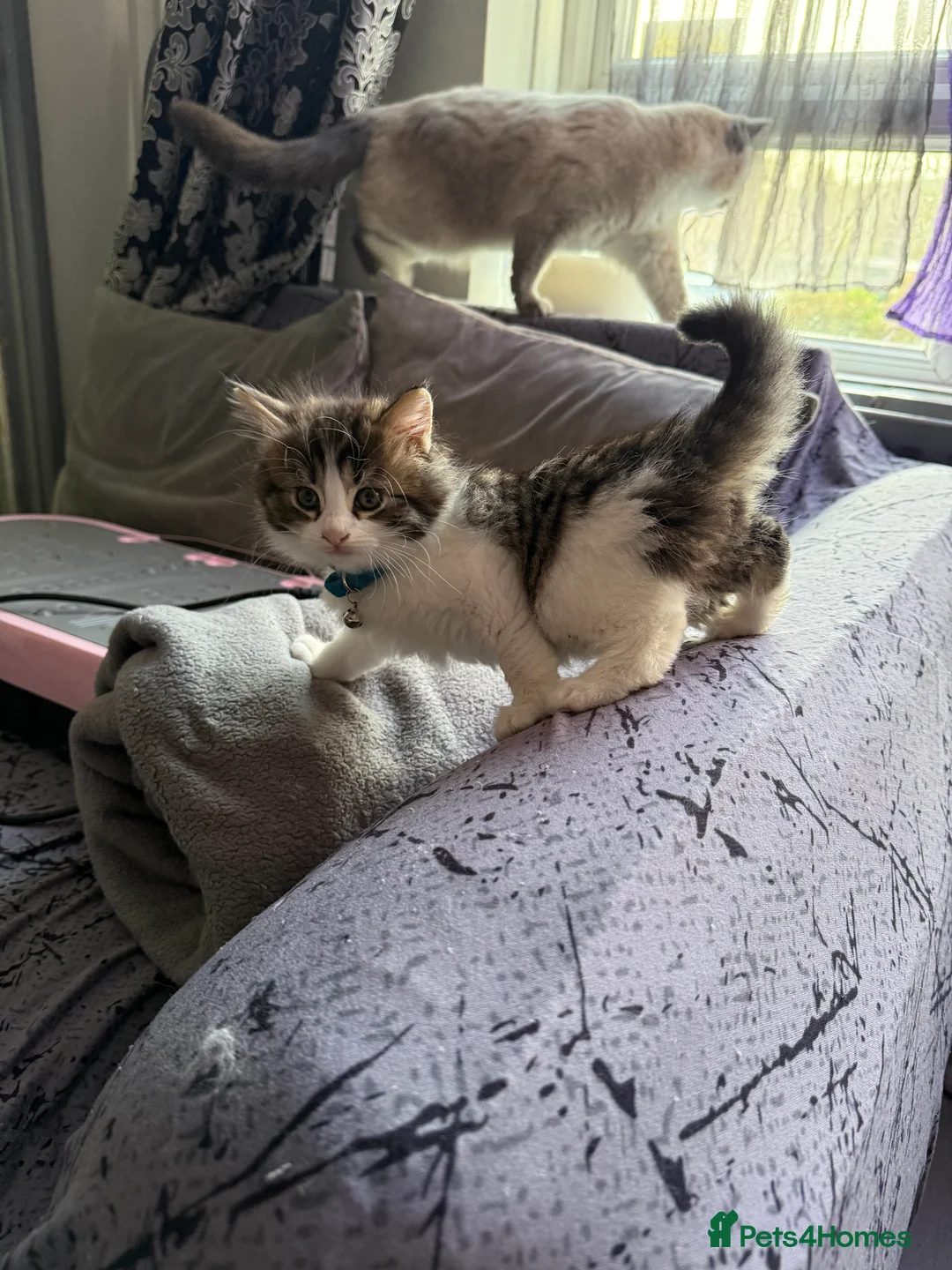 Ragcoon cats for sale: RAGCOONS  - Advert 6