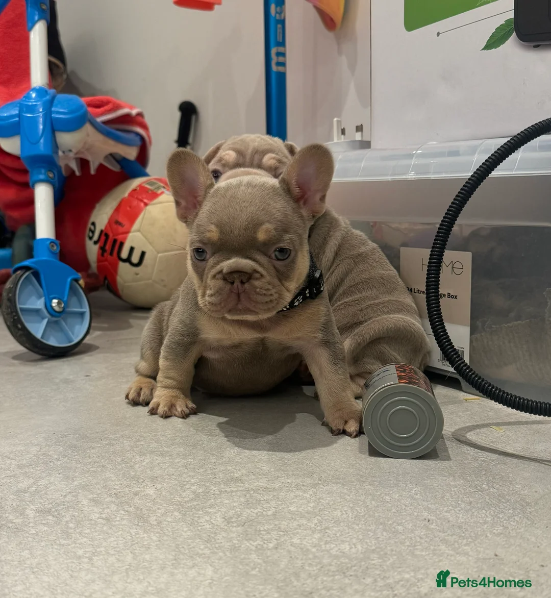 French Bulldog dogs for sale: High quality French bulldogs puppies  - Advert 21
