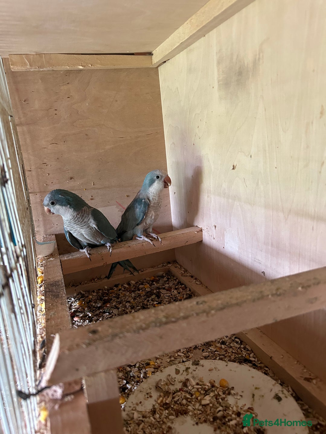 Ringnecks birds for sale: Ringnick proven breeding pairs  - Advert 11