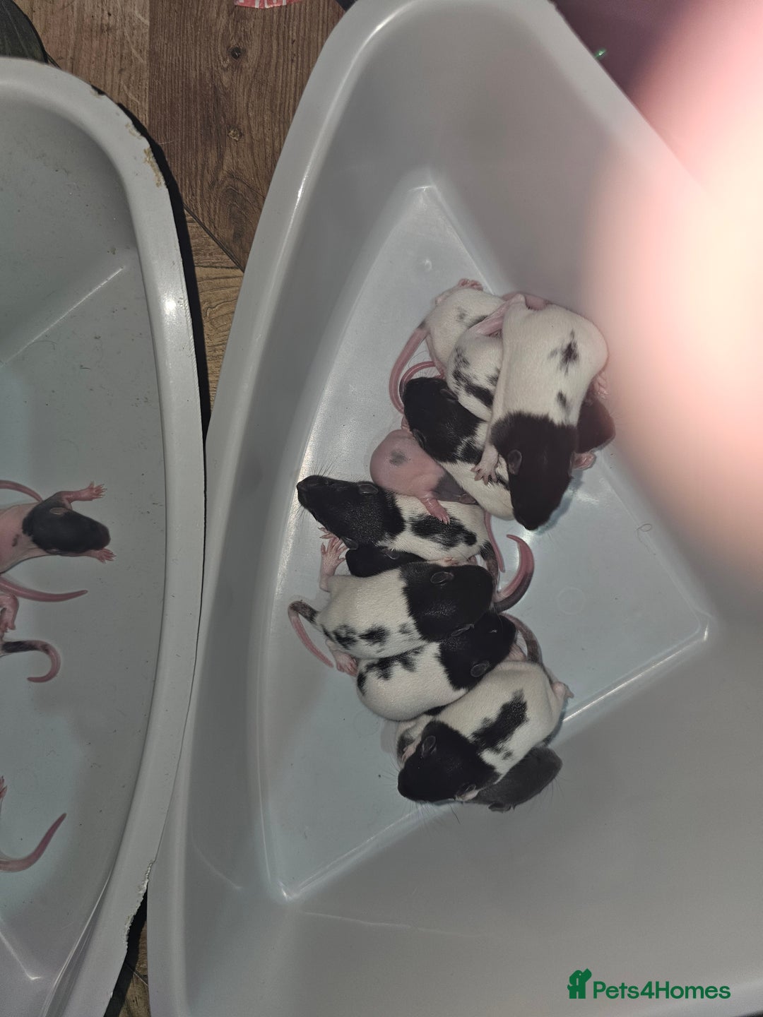 Rat rodents for sale: 7 female rat pups  - Advert 10