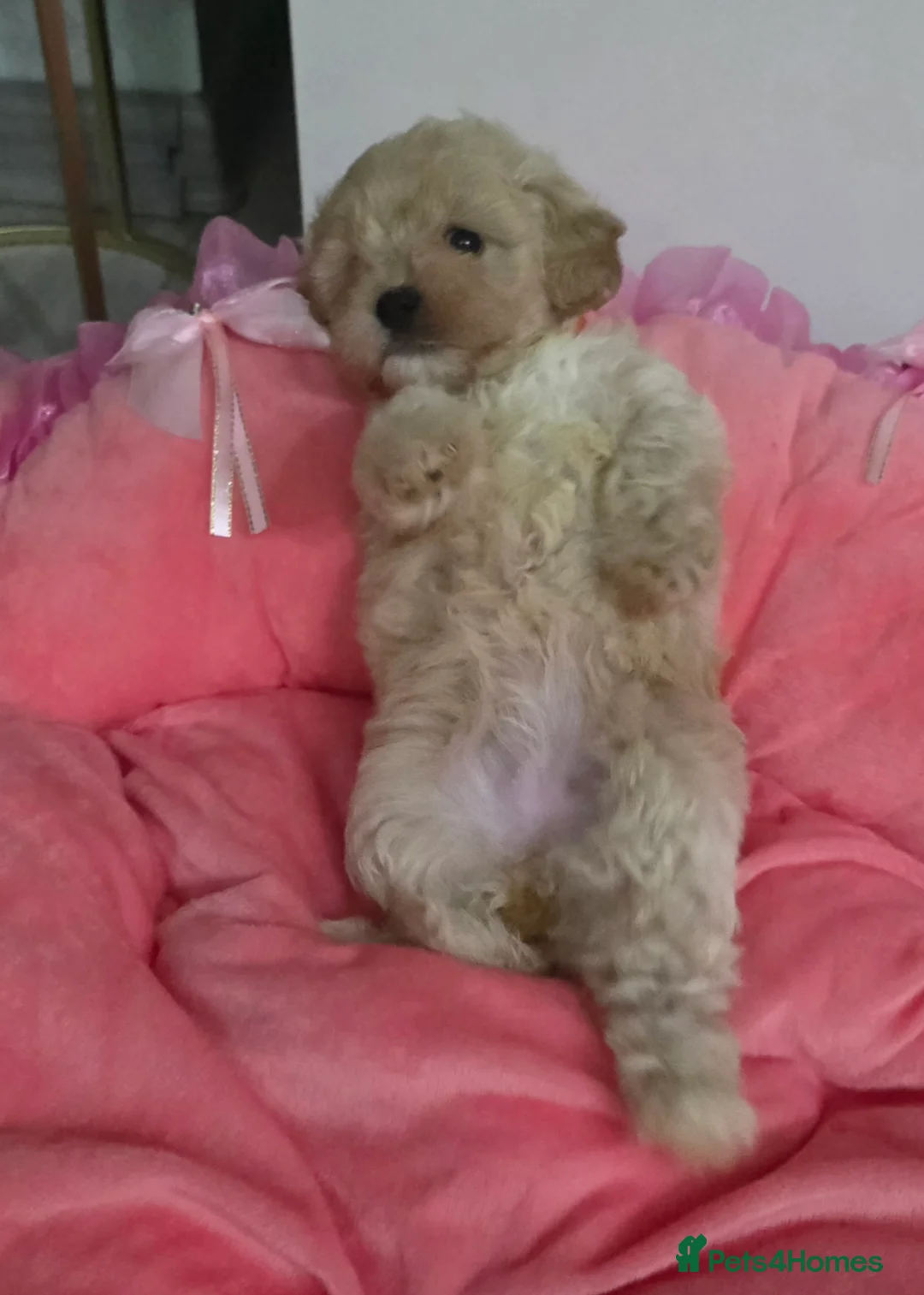 Maltipoo dogs for sale: Maltipoo F1 Toy - Advert 21